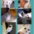 bellissimi e dolcissimi gattini gemellini in adozione, Danny e Sandy