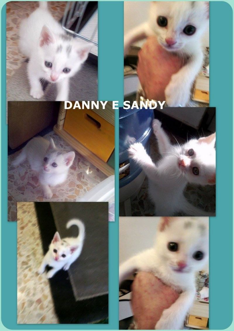 bellissimi e dolcissimi gattini gemellini in adozione, Danny e Sandy