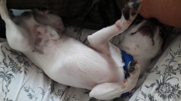 Pisolino pomeridiano