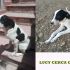 Lucy
