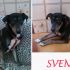 Sventy