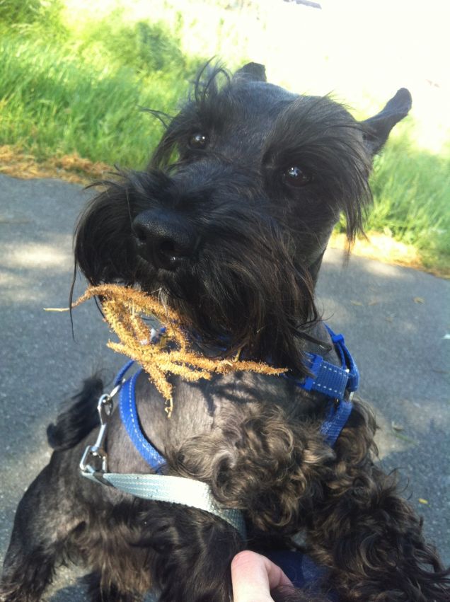 vendemmia come si fa......