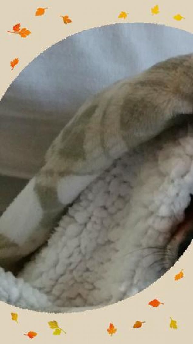 È arrivato l'autunno 