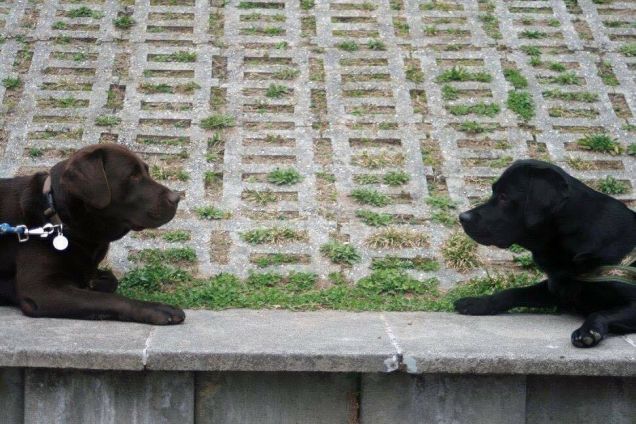 scuola di pet therapy