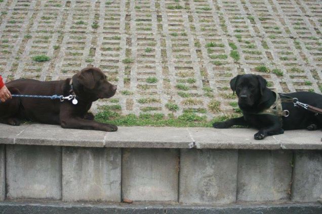 scuola di pet therapy