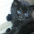 REGALO GATTINO NERO PELO CORTO
