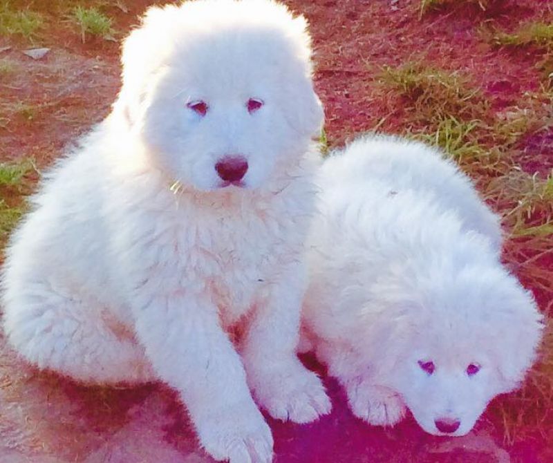 cuccioli di maremmano enormi con pedigree enci