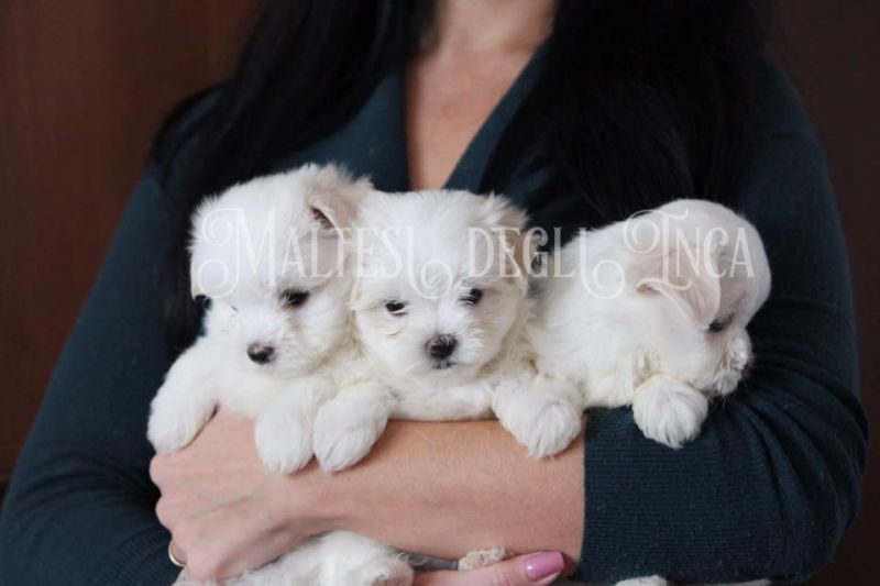 allevamento maltesi cuccioli con pedigree disponibili