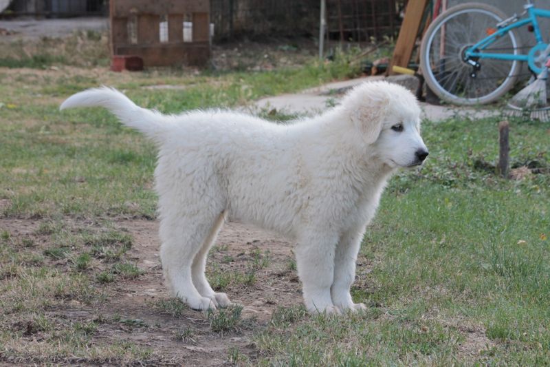 cuccioli  di pastore maremmano con pedigree