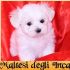 cuccioli maltese con importante pedigree 