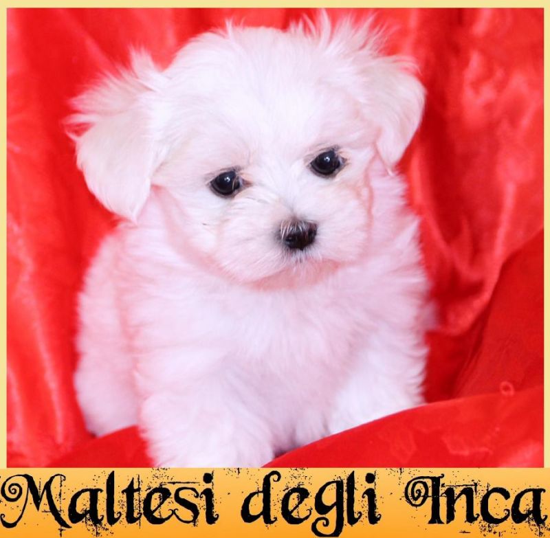 cuccioli maltese con importante pedigree 