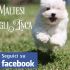 cuccioli maltese , importante pedigree enci