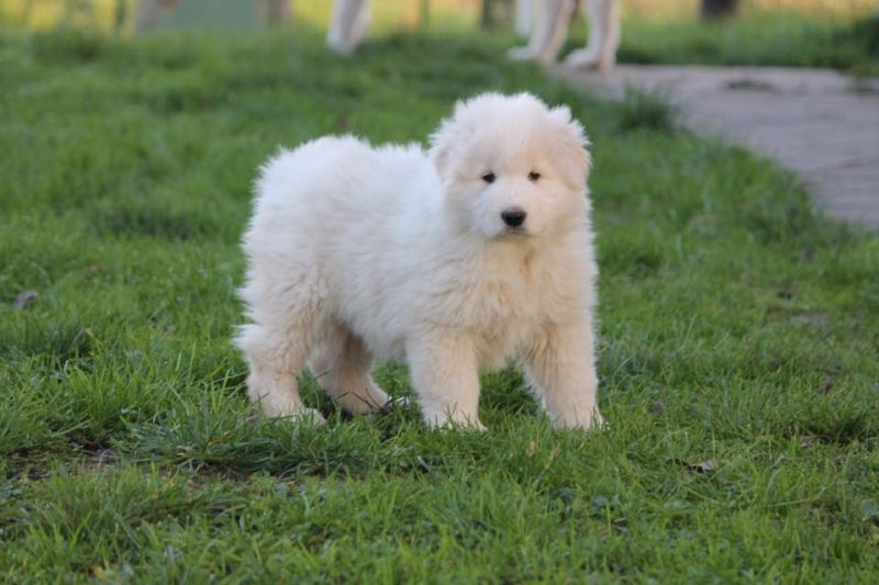 cucciole di pastore maremmano abruzzese,pedigree alta genealogia