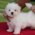 cuccioli di maltese con pedigree altissima genealogia