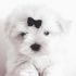 cuccioli maltese con pedigree altissima genealogia