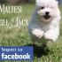 cuccioli di maltese, taglia molto piccola, con importante pedigree enci