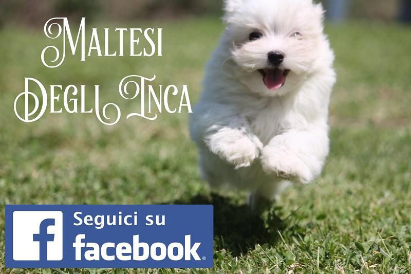 cuccioli di maltese, taglia molto piccola, con importante pedigree enci