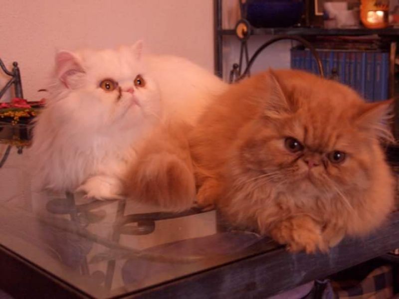 Regalo due gatte