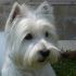 Cerco femmina west highland white terrier per accoppiamento
