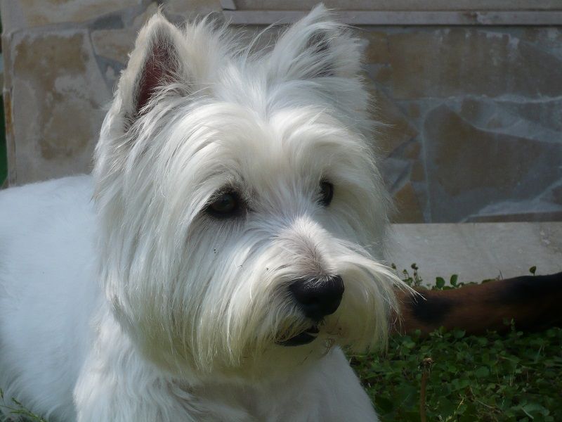 Cerco femmina west highland white terrier per accoppiamento