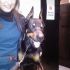 Cerco femmina di dobermann per accoppiamento