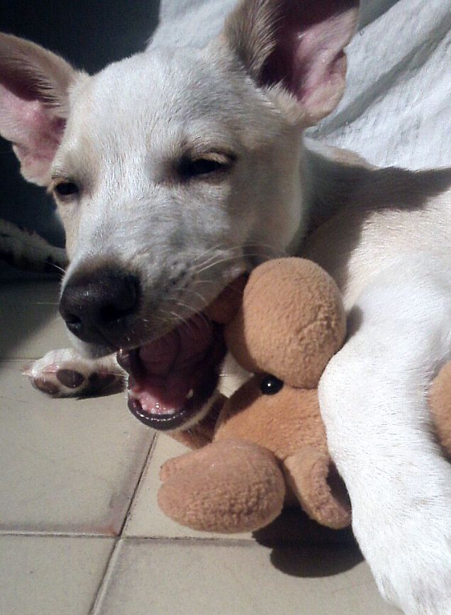 sorriso per la stampa