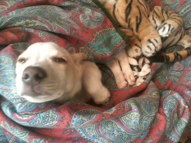 Ho sonno