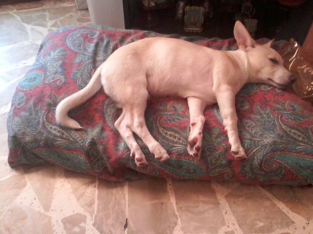 Ah che stanchezza!