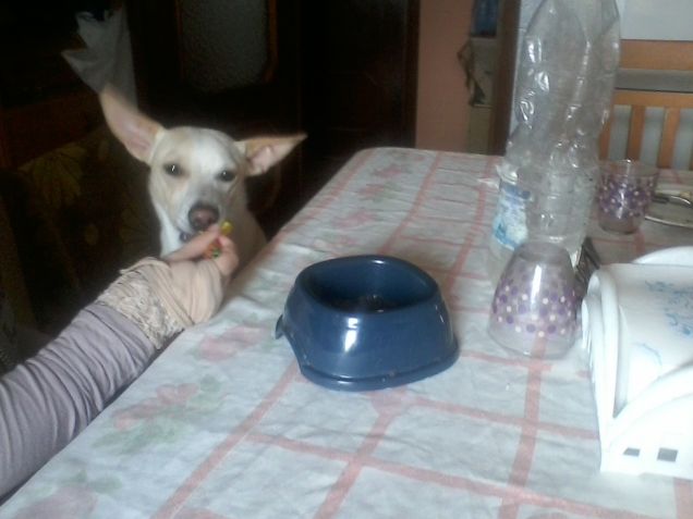Faccio la pappa