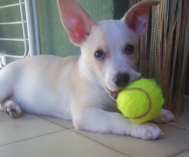 Pallina da tennis che passione