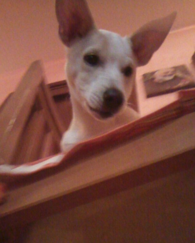 Cucù