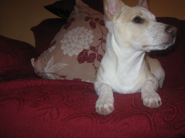 Cosa è questo rumore?