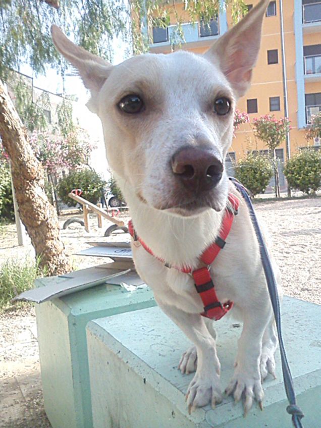 I colombi sono una tentazione