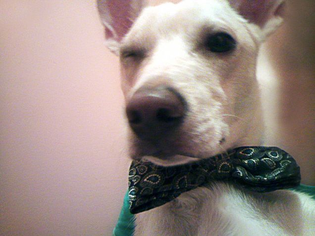 Occhiolino per tutte le cagnoline