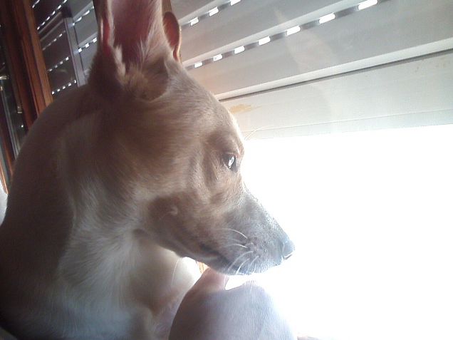 Giù c'è una boxerina proprio carina