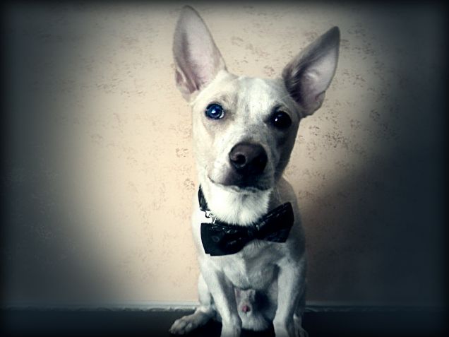 Aspettando la cerimonia