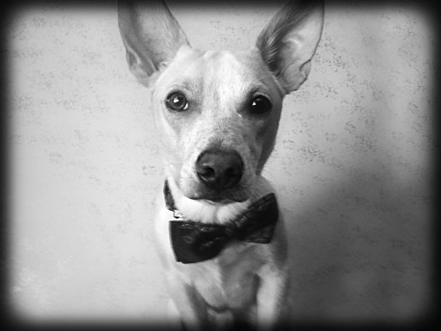 Sono o non sono bello?