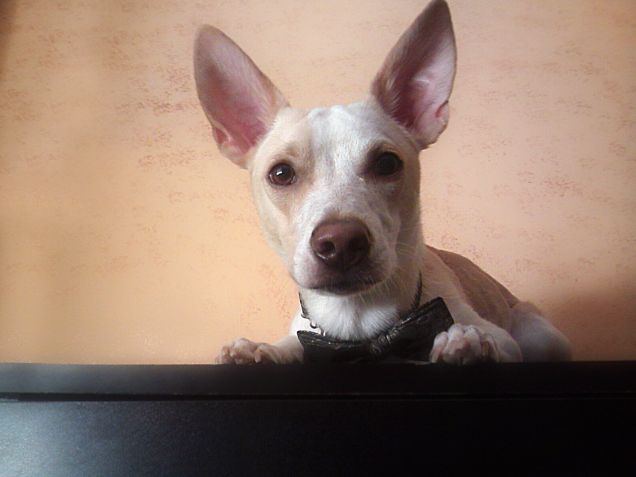 Aspettiamo gli sposi