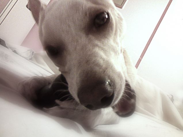 Da riempirti di baci