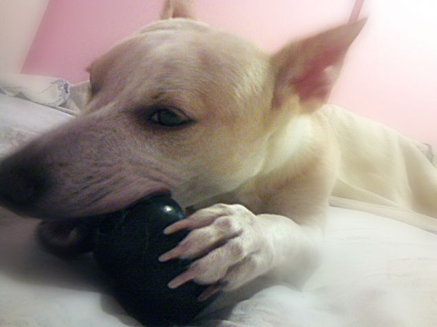 Ho sonno ma il kong è mio e non si tocca