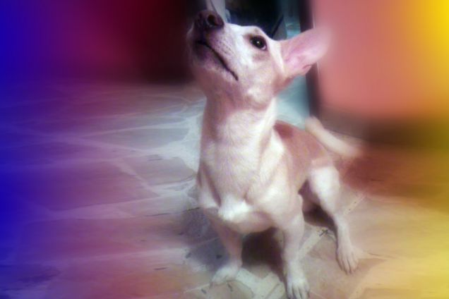 Farfallina dai vieni giù!