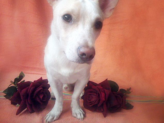 Dopo il bagnetto, fresco come una rosa