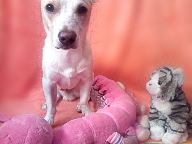 Trova l'intruso in peluchandia