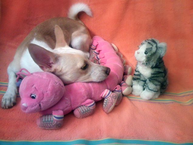 Sembra comodo come cuscino