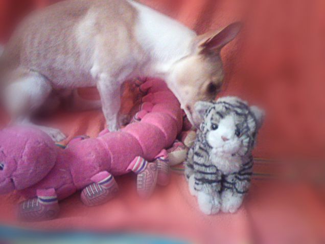 Ehi gattino ma il tuo popò non sa di niente...