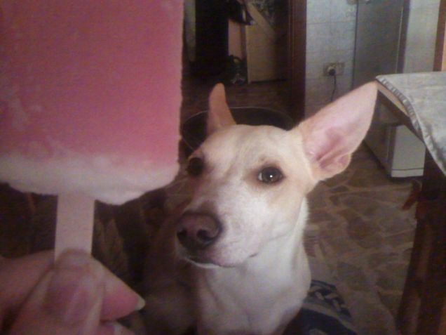 Non posso mangiare un gelato in pace 