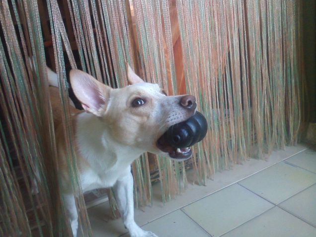 Ha visto una preda volante