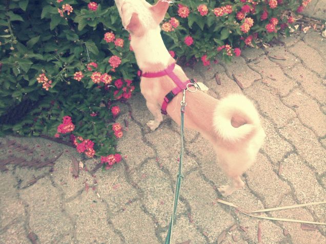 Un fiore tra i fiori