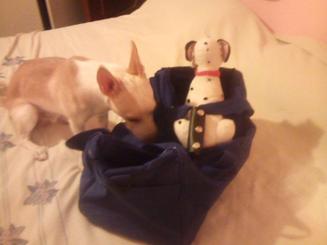 Va bene amore portiamoci anche il peluche