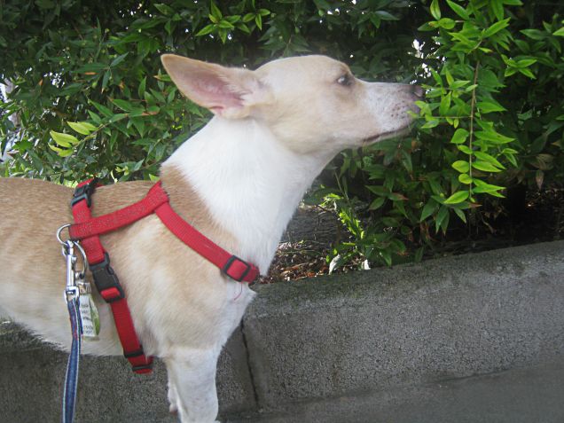 Il profumo della vita